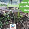 how to clean up after stump grinding