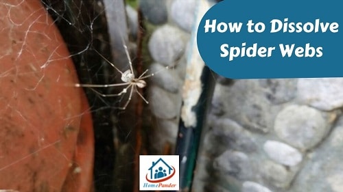 How to Dissolve Spider Webs? – Follow The Right Way