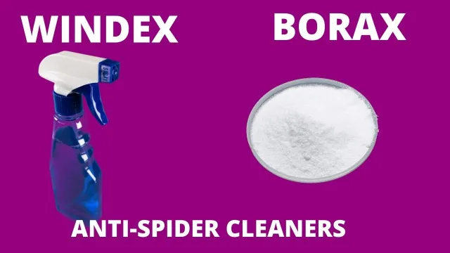 Anti Spider Cleaners