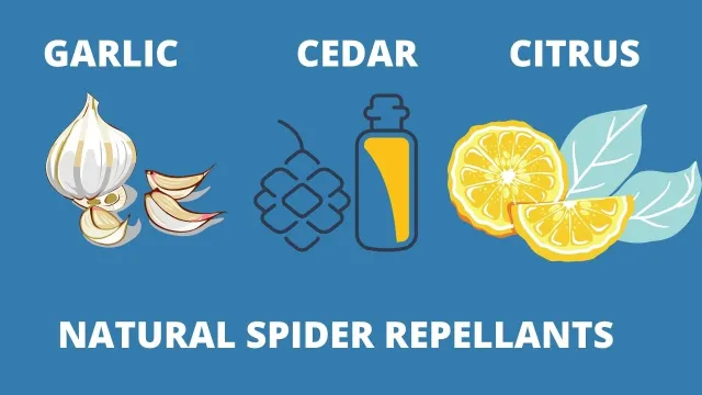 Natural Spider Repellants