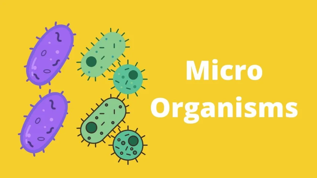 Micro Organisms