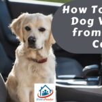 How to Clean Dog Vomit from Your Car